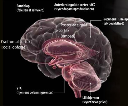 adhd hjernen adhd hjernen